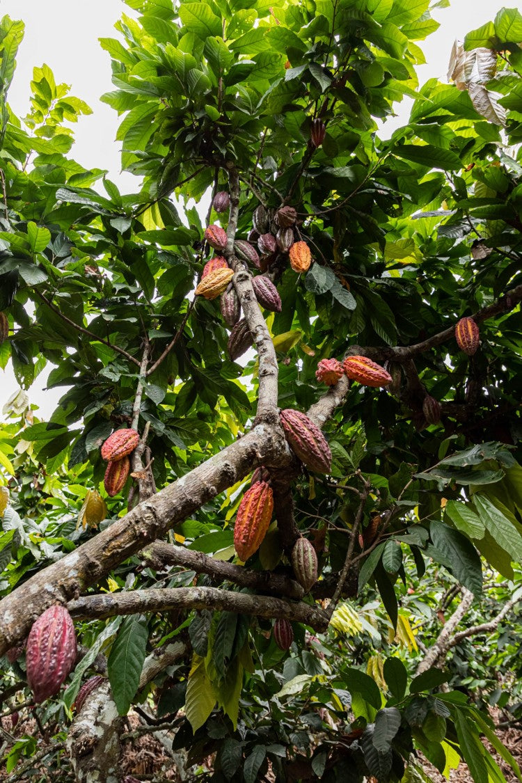 Kakaový strom - Pohleďte na nádherný kakaový strom, zdroj jedinečného kakaa pro neodolatelné čokoládové lahůdky.